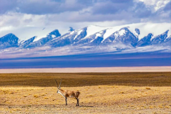 Animal Observation 1