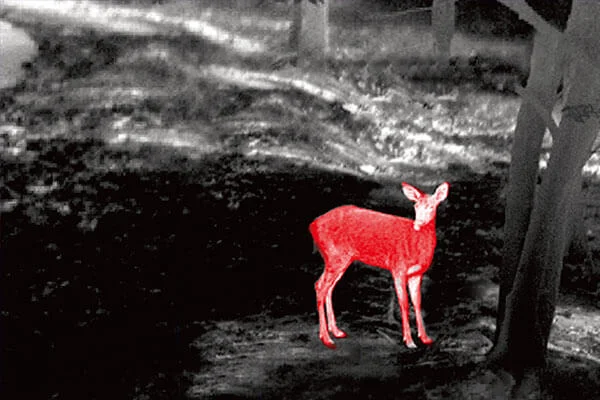 Animal Observation 2